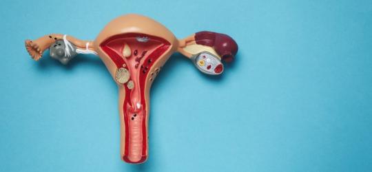 Przekrój modelu macicy na turkusowym tle.