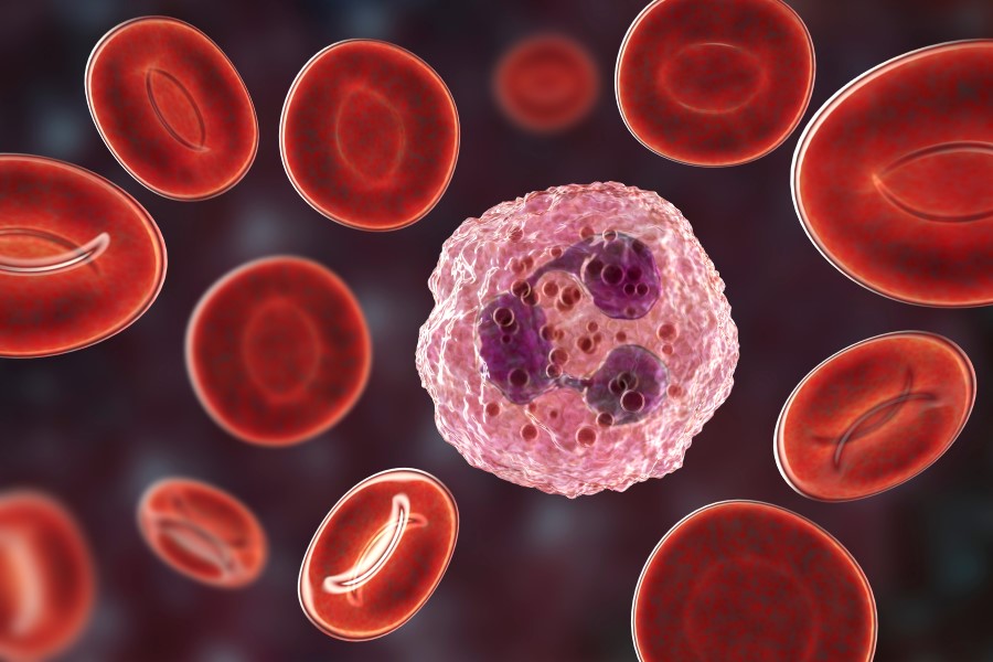 Model granulocytu oraz czerwonych krwinek.