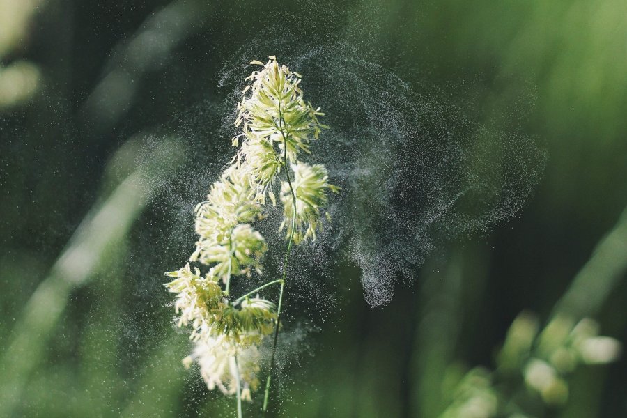 Alergia na pyłki - jak sobie z nią radzić?