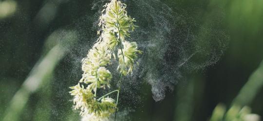 Alergia na pyłki - jak sobie z nią radzić?