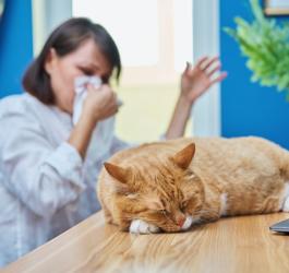 Kobieta ma alergię na sierść kota.