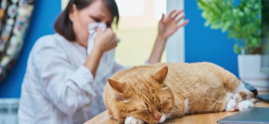 Kobieta ma alergię na sierść kota.