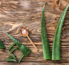 Liście aloesu - pokrojone i w całości oraz łyżeczka z pokrojonym w kostkę miąższem aloesu.