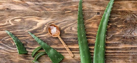 Liście aloesu - pokrojone i w całości oraz łyżeczka z pokrojonym w kostkę miąższem aloesu.