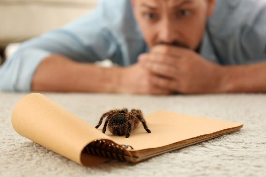 Mężczyzna z arachnofobią boi się pająka.