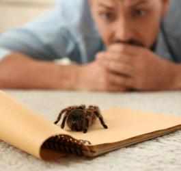 Mężczyzna z arachnofobią boi się pająka.