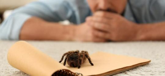 Mężczyzna z arachnofobią boi się pająka.