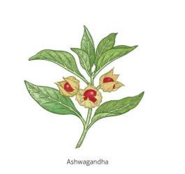 ashwaganda