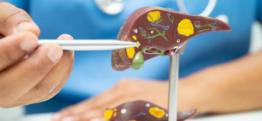 Lekarz prezentuje model ludzkiej wątroby.