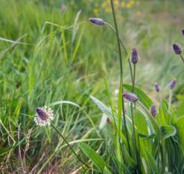 Kwiaty i liście babki lancetowatej na trawniku.