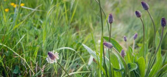 Kwiaty i liście babki lancetowatej na trawniku.