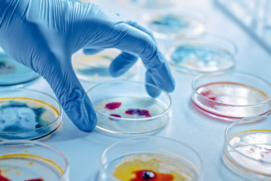 Naukowiec sięga po szalki Petriego, w których hodowane są różne bakterie.