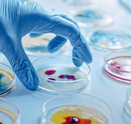 Naukowiec sięga po szalki Petriego, w których hodowane są różne bakterie.