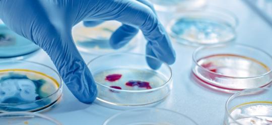 Naukowiec sięga po szalki Petriego, w których hodowane są różne bakterie.