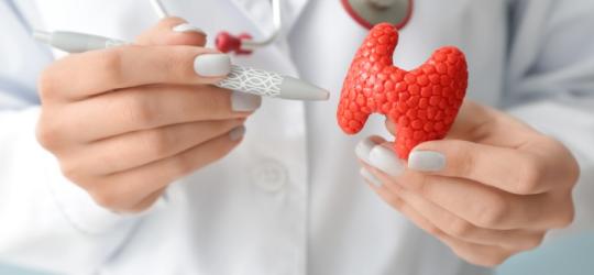 Lekarka trzyma w dłoni model tarczycy, wskazuje na jeden jej obszar.