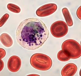 Bazofile (granulocyty zasadochłonne) - normy w badaniach