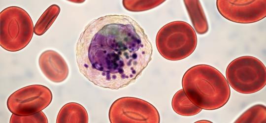 Bazofile (granulocyty zasadochłonne) - normy w badaniach