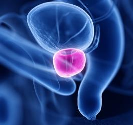 Grafika 3D przedstawiająca organy wewnętrzne, z wyróżnieniem prostaty.