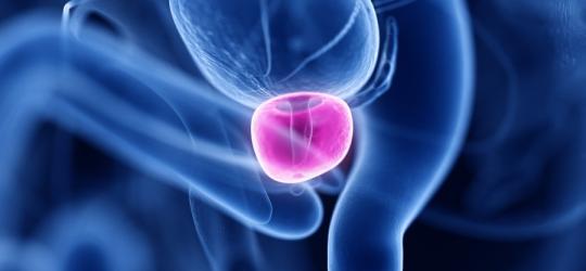 Grafika 3D przedstawiająca organy wewnętrzne, z wyróżnieniem prostaty.