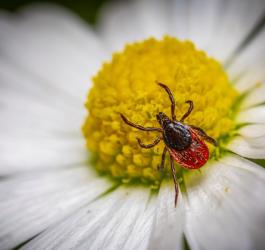 Borelioza: diagnostyka, badania i leczenie boreliozy