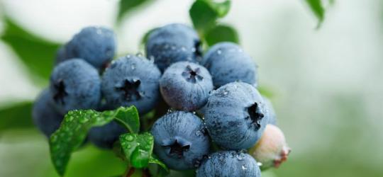 Borówki amerykańskie na krzaku.