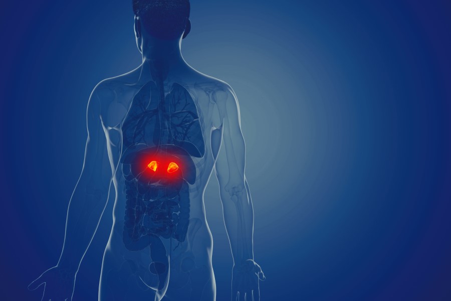 Grafika 3D przedstawiająca sylwetkę mężczyzny. Na jaskrawy kolor podkreślono lokalizację nadnerczy.