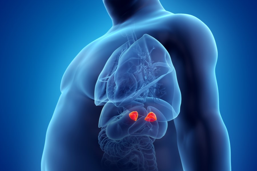 Model ludzkiego działa z uwidocznionymi nadnerczami.