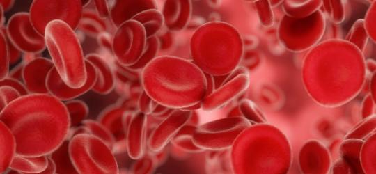 Czerwone krwinki w krwiobiegu.
