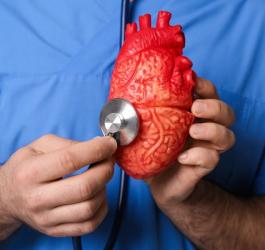 Lekarz bada stetoskopem model ludzkiego serca.