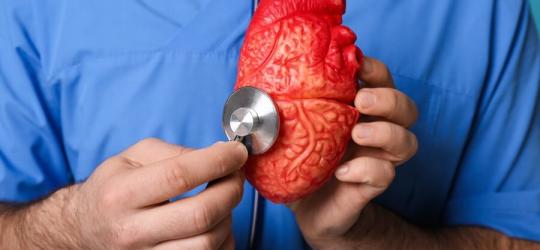 Lekarz bada stetoskopem model ludzkiego serca.