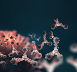 Część układu odpornościowego, czyli przeciwciała, które zwalczają rozmaite patogeny.