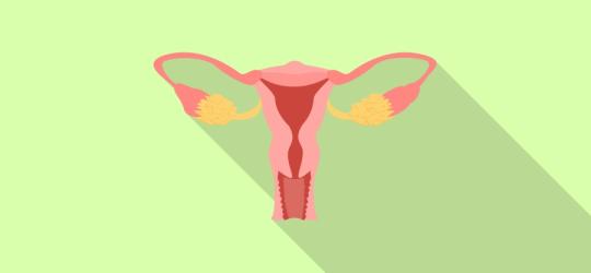 Co to jest endometrium?