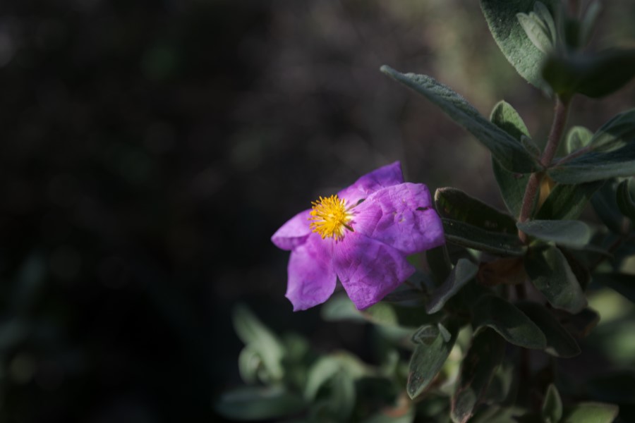 Fioletowy kwiat czystka wraz z zielem.