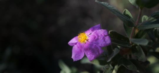 Fioletowy kwiat czystka wraz z zielem.