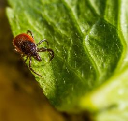 Kleszcz chodzący po liściu drzewa.