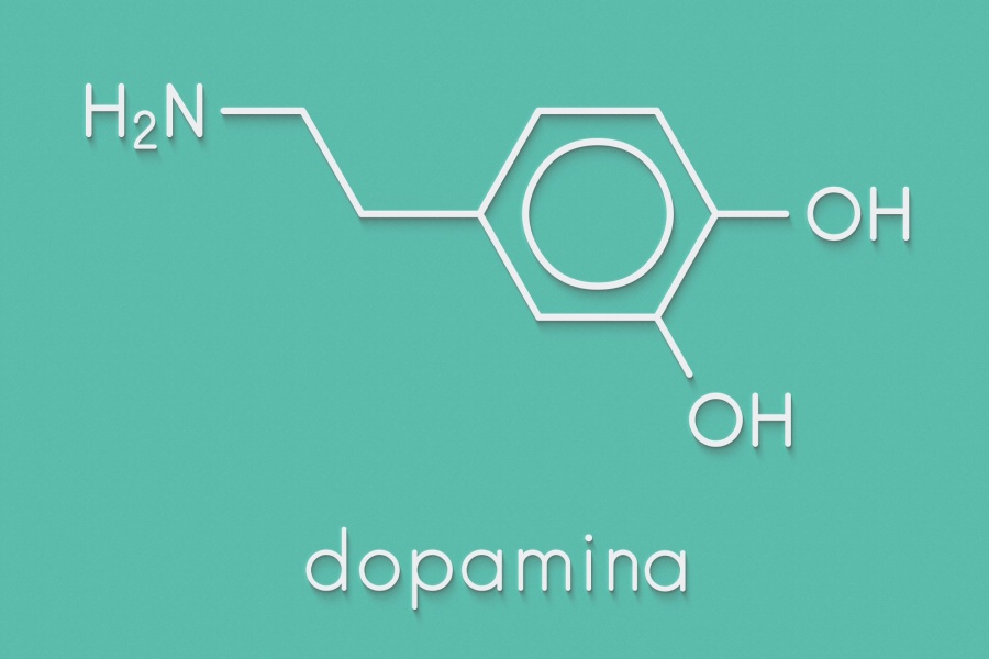 Dopamina – funkcja w organizmie