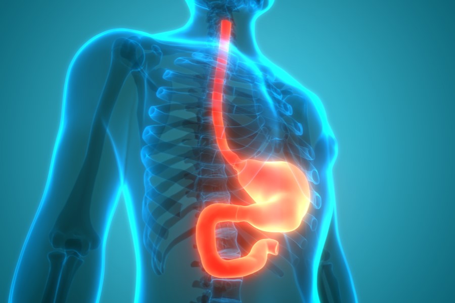 Wyróżniony na pomarańczowo model przełyku, żołądka i dwunastnicy.