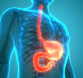 Wyróżniony na pomarańczowo model przełyku, żołądka i dwunastnicy.