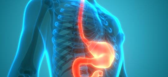 Wyróżniony na pomarańczowo model przełyku, żołądka i dwunastnicy.