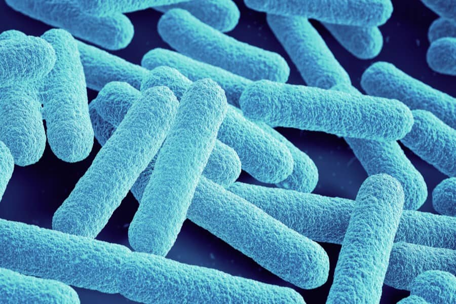 Liczne bakterie E. coli.