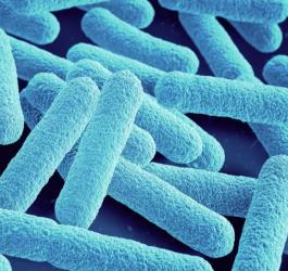 Liczne bakterie E. coli.