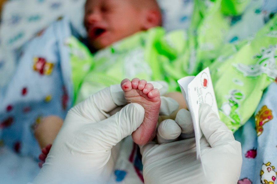 Noworodek ma wykonywane badanie stosowane w diagnostyce fenyloketonurii.