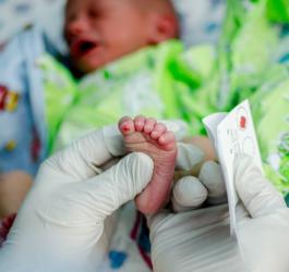 Noworodek ma wykonywane badanie stosowane w diagnostyce fenyloketonurii.