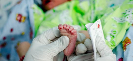 Noworodek ma wykonywane badanie stosowane w diagnostyce fenyloketonurii.