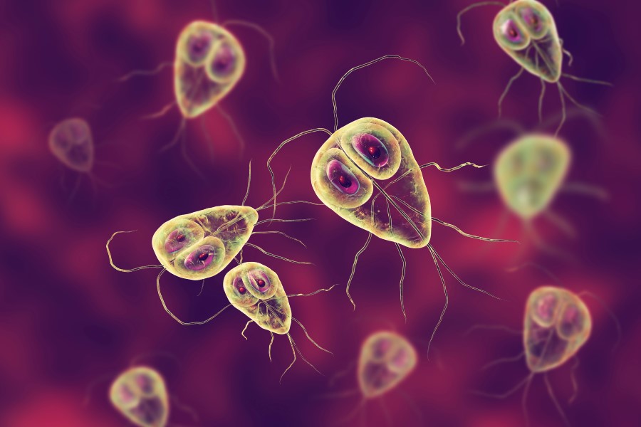 Pierwotniaki Giardia lamblia, wywołujące gardiozę.
