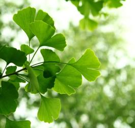 Świeże i intensywnie zielone liście ginko biloba.