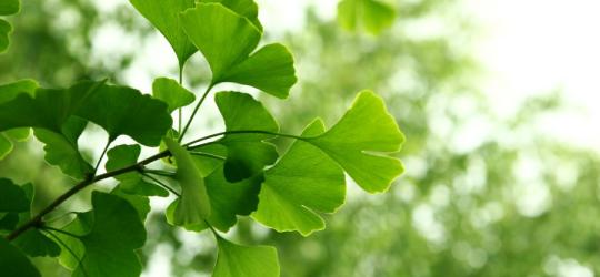 Świeże i intensywnie zielone liście ginko biloba.