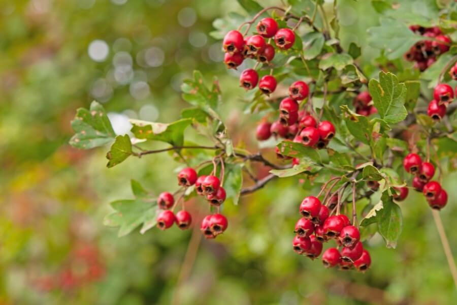Dojrzałe owoce głogu na krzewie.