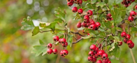 Dojrzałe owoce głogu na krzewie.