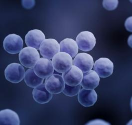 Model 3D gronkowca złocistego.